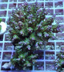 画像1: No.103 フィジー産 スゲミドリイシ (1)