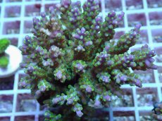 画像2: No.103 フィジー産 スゲミドリイシ (2)