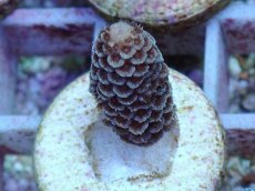 画像1: No.104 オーストラリア産 スパマツ (1)