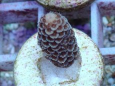 画像2: No.104 オーストラリア産 スパマツ (2)