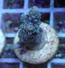 画像1: No.105 フィジー産 浅場ミドリイシ (1)