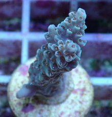 画像2: No.105 フィジー産 浅場ミドリイシ (2)