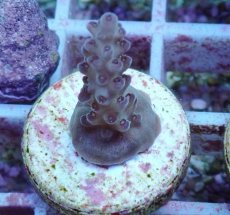 画像1: No.106 深場ミドリイシ (1)