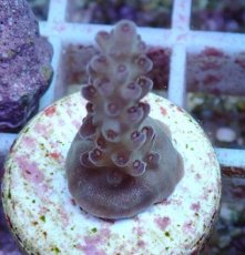 画像2: No.106 深場ミドリイシ (2)