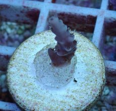 画像1: No.107 深場ミドリイシ (1)