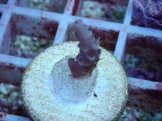 画像2: No.107 深場ミドリイシ (2)