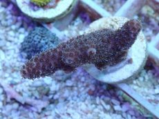 画像1: No.108 オーストラリア産 ハイマツミドリイシ (1)