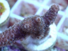 画像2: No.108 オーストラリア産 ハイマツミドリイシ (2)