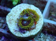 画像1: No.1 GMK　グランドマスタークラカトア (1)