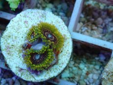 画像2: No.1 GMK　グランドマスタークラカトア (2)