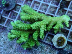 画像1: No.110 バーミキュラータ (1)