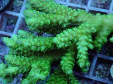 画像2: No.110 バーミキュラータ (2)