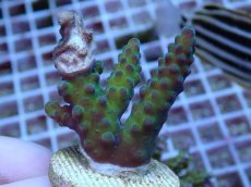 画像1: No.111 フィジー産 浅場ミドリイシ (1)