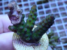 画像2: No.111 フィジー産 浅場ミドリイシ (2)