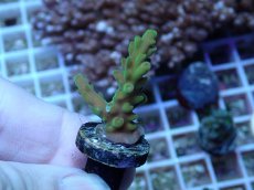 画像1: No.112 フィジー産 浅場ミドリイシ (1)