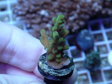 画像2: No.112 フィジー産 浅場ミドリイシ (2)