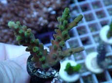 画像1: No.113 フィジー産 浅場ミドリイシ (1)