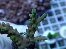 画像2: No.113 フィジー産 浅場ミドリイシ (2)