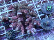 画像1: No.114 浅場ミドリイシ (1)