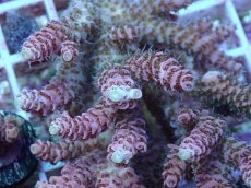 画像2: No.114 浅場ミドリイシ (2)