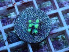 画像1: No.115 オーストラリア産 ハリエダミドリイシ (1)