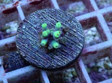 画像2: No.115 オーストラリア産 ハリエダミドリイシ (2)