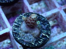 画像1: No.116 オーストラリア産 クシハダミドリイシ (1)