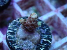 画像2: No.116 オーストラリア産 クシハダミドリイシ (2)