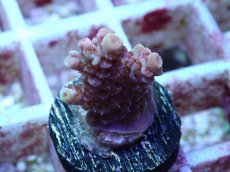 画像1: No.117 オーストラリア産 クシハダミドリイシ (1)