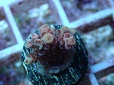 画像2: No.117 オーストラリア産 クシハダミドリイシ (2)