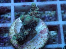 画像1: No.118 オーストラリア産 クシハダミドリイシ (1)