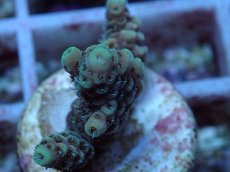 画像2: No.118 オーストラリア産 クシハダミドリイシ (2)