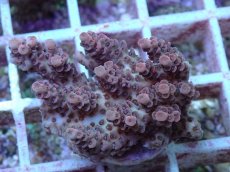 画像1: No.119 オーストラリア産 クシハダミドリイシ (1)