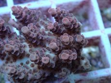 画像2: No.119 オーストラリア産 クシハダミドリイシ (2)