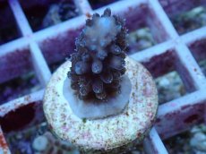 画像1: No.120 オーストラリア産 スギノキミドリイシ (1)