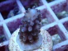 画像2: No.120 オーストラリア産 スギノキミドリイシ (2)