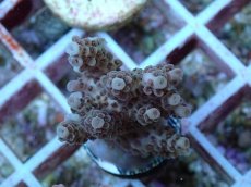 画像1: No.121 オーストラリア産 クシハダミドリイシ (1)