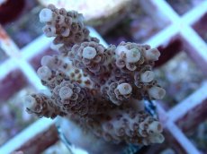 画像2: No.121 オーストラリア産 クシハダミドリイシ (2)