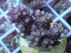 画像1: No.122 オーストラリア産 クシハダミドリイシ (1)