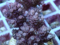 画像2: No.122 オーストラリア産 クシハダミドリイシ (2)