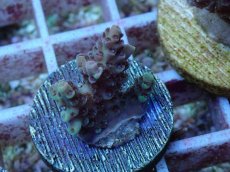 画像1: No.123 オーストラリア産 クシハダミドリイシ (1)