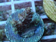 画像2: No.123 オーストラリア産 クシハダミドリイシ (2)