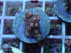 画像1: No.124 オーストラリア産 クシハダミドリイシ (1)