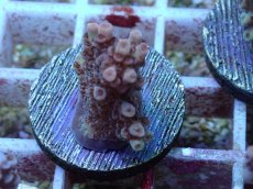 画像2: No.124 オーストラリア産 クシハダミドリイシ (2)