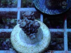 画像1: No.125 オーストラリア産 ウスエダミドリイシ (1)