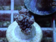 画像2: No.125 オーストラリア産 ウスエダミドリイシ (2)