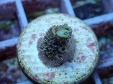 画像1: No.126 オーストラリア産 ハイマツミドリイシ (1)