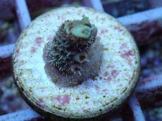 画像2: No.126 オーストラリア産 ハイマツミドリイシ (2)