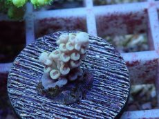 画像2: No.127 オーストラリア産 ウスエダミドリイシ (2)