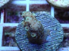 画像1: No.128 浅場ミドリイシ (1)